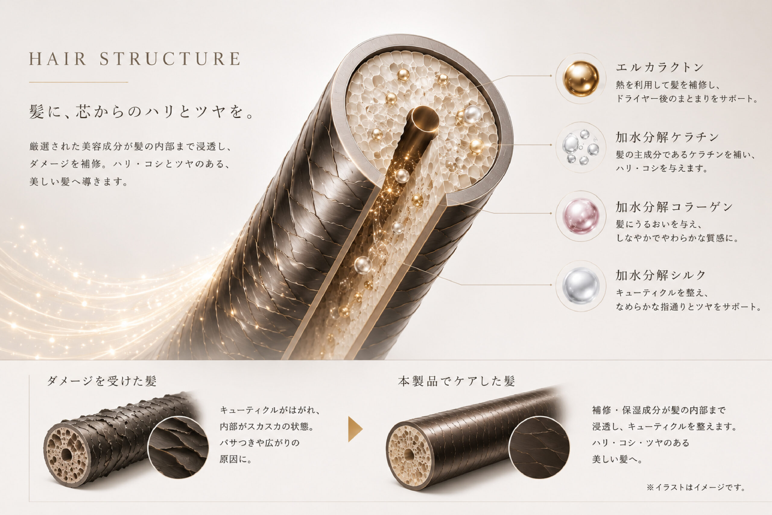 毛髪断面イメージ